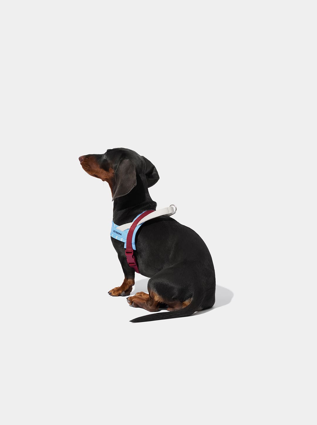 Mist And Merlot Pet Harness & Leash Set