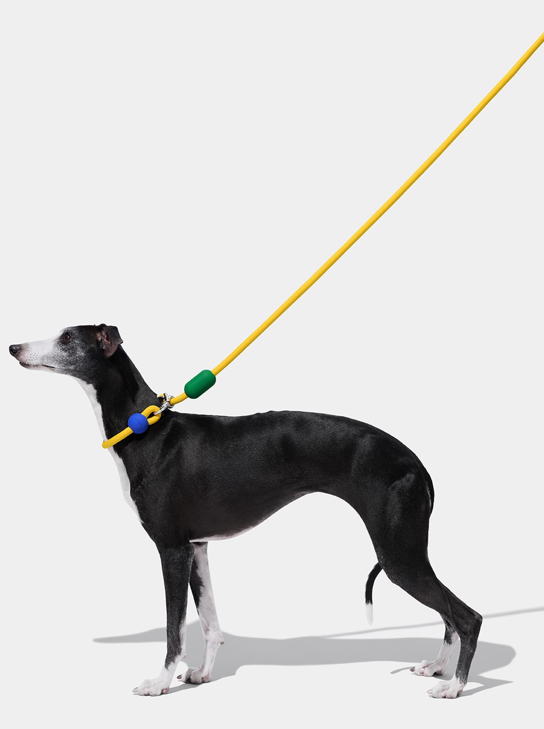 Chroma Connect Hands-Free Rope Leash