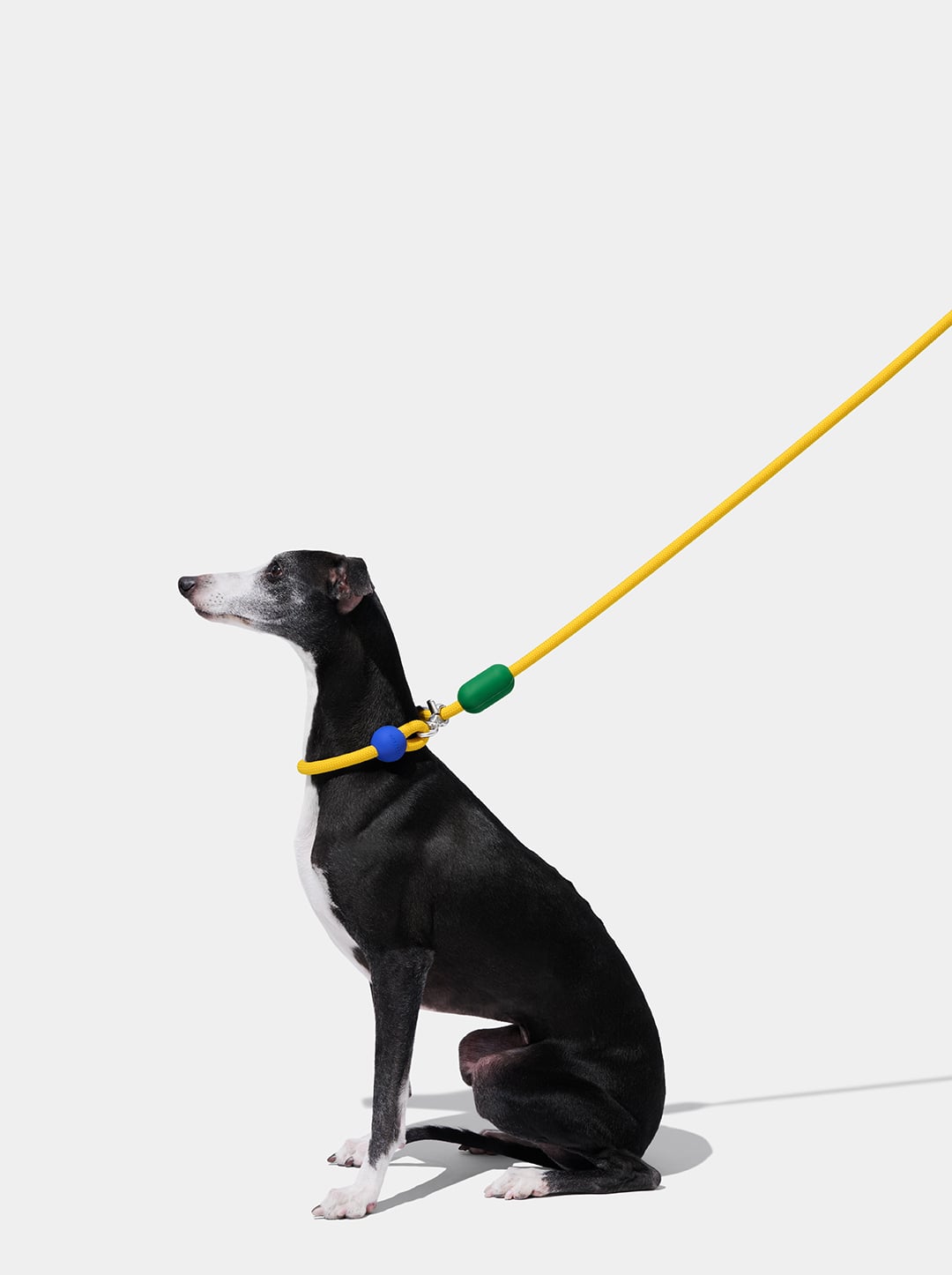 Chroma Connect Hands-Free Rope Leash