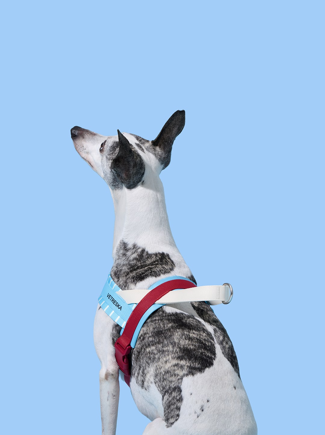 Mist And Merlot Pet Harness & Leash Set