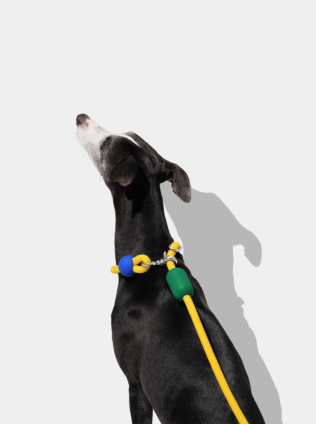 Chroma Connect Hands-Free Rope Leash