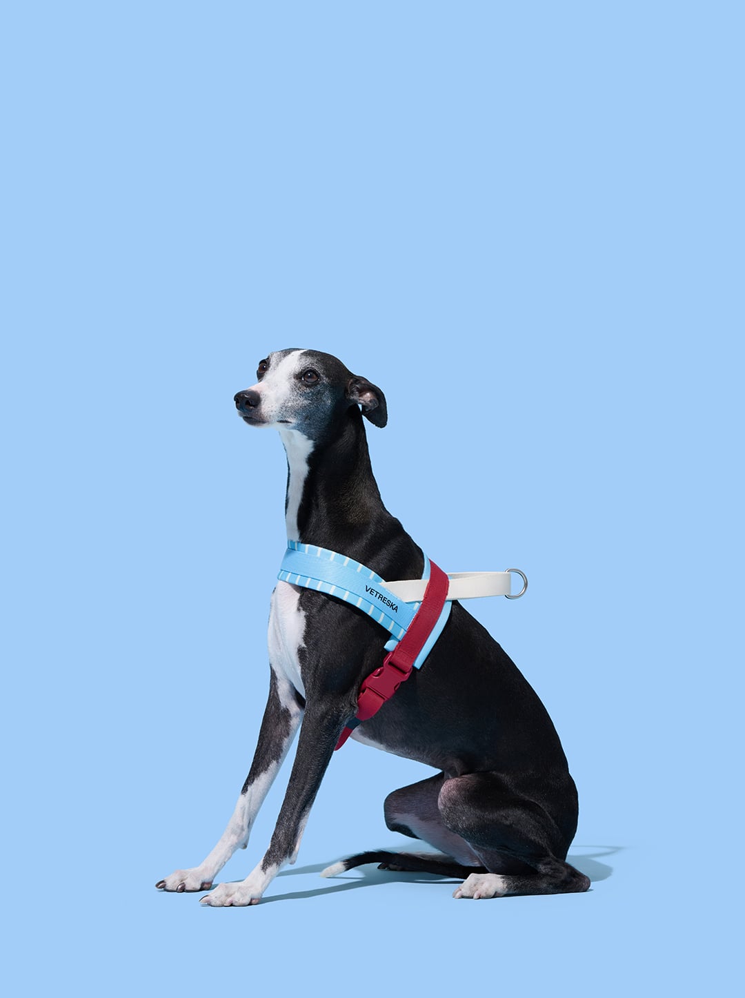 Mist And Merlot Pet Harness & Leash Set