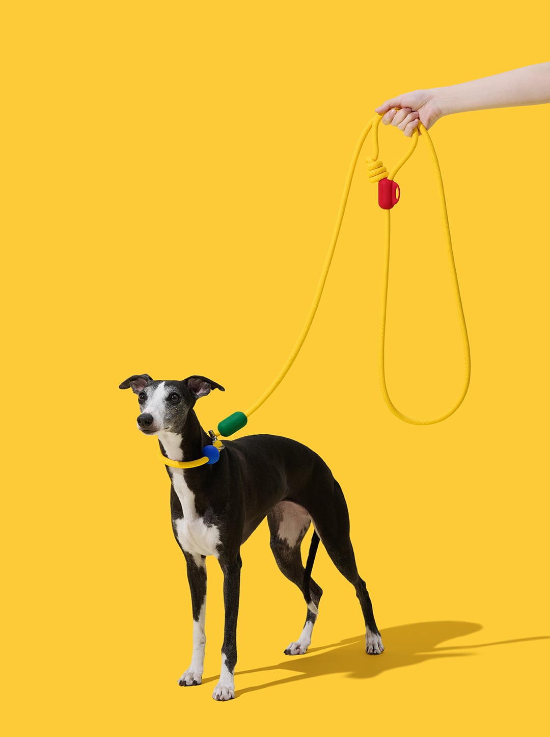 Chroma Connect Hands-Free Rope Leash