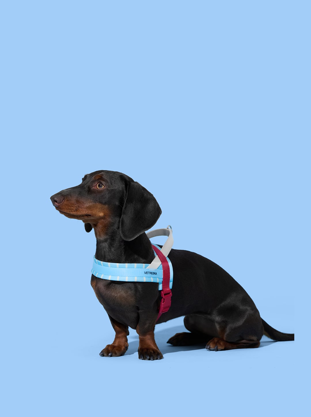 Mist And Merlot Pet Harness & Leash Set