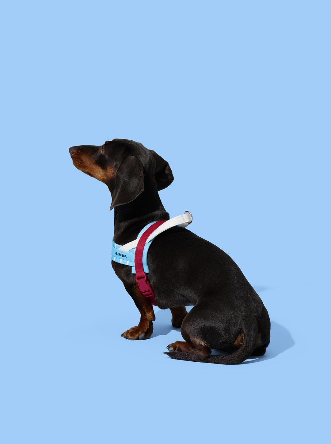 Mist And Merlot Pet Harness & Leash Set