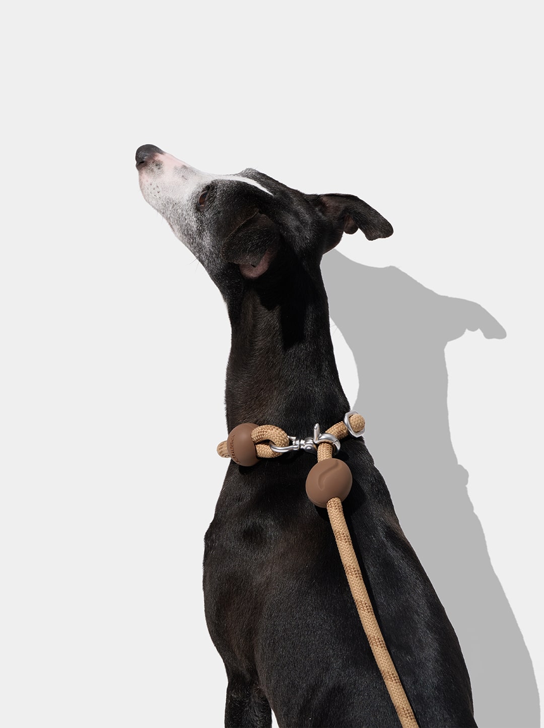 Coffee Connect Hands-Free Rope Leash