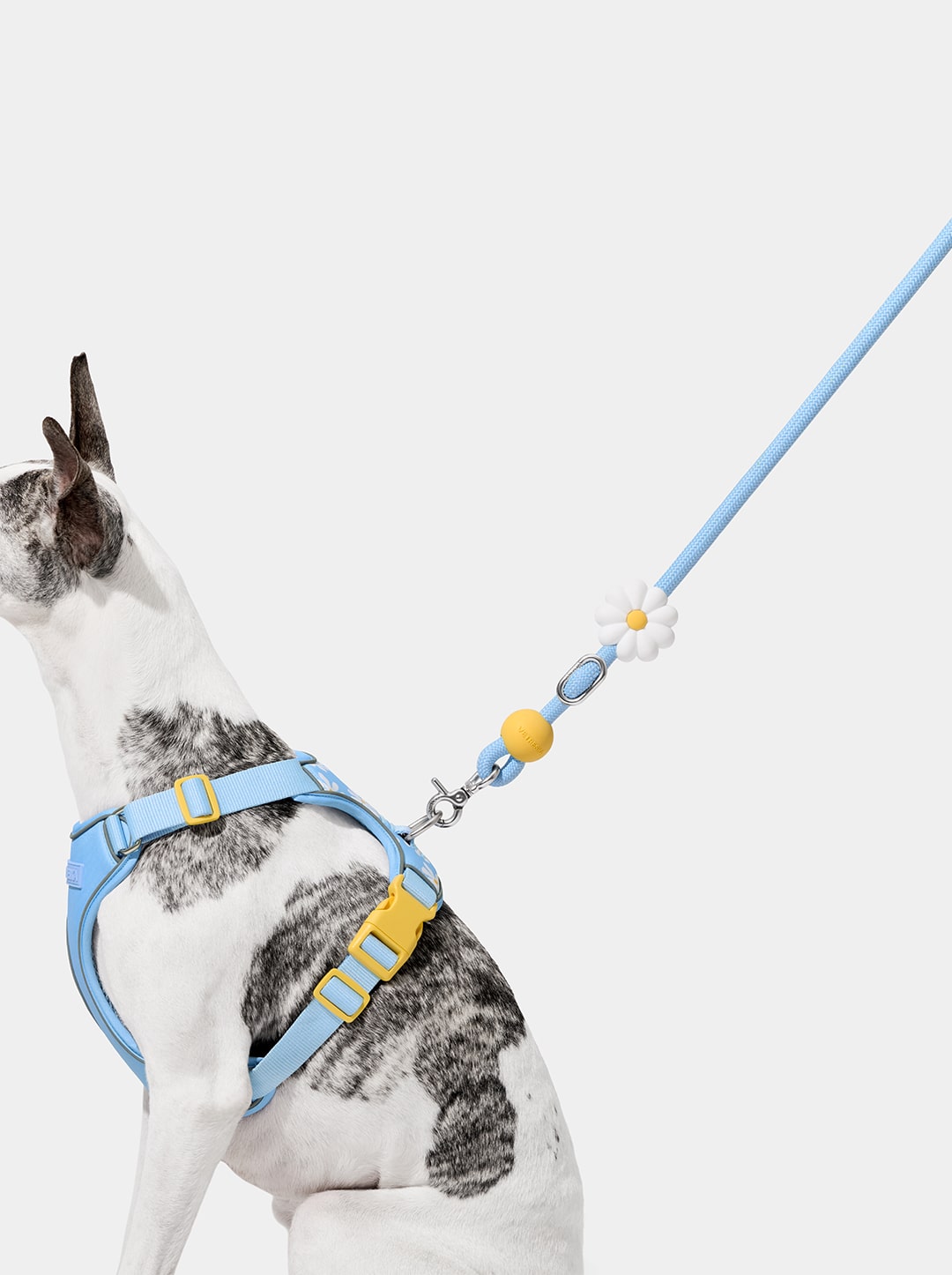 Daisy Connect Hands-Free Rope Leash