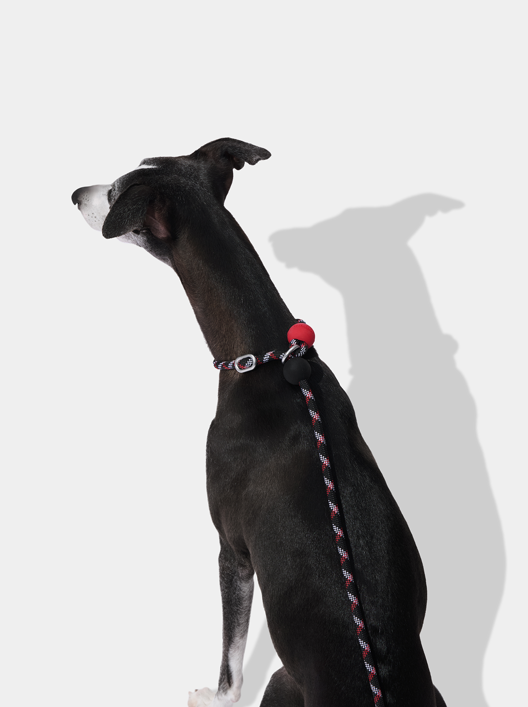 Connect Lite Rope Leash for Pets - Circuit