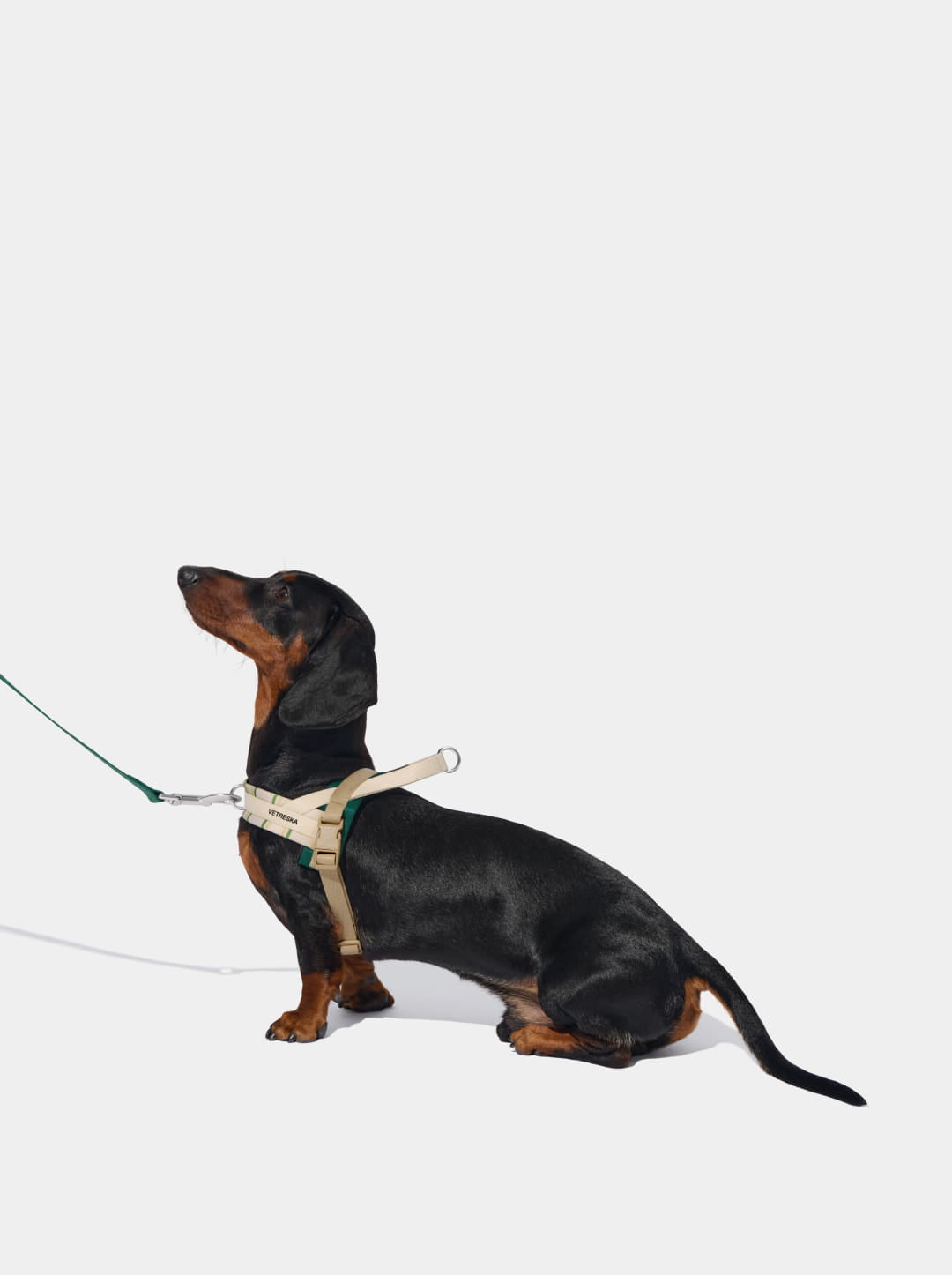 Santal Forest Quick Fit Pet Harness & Leash Set