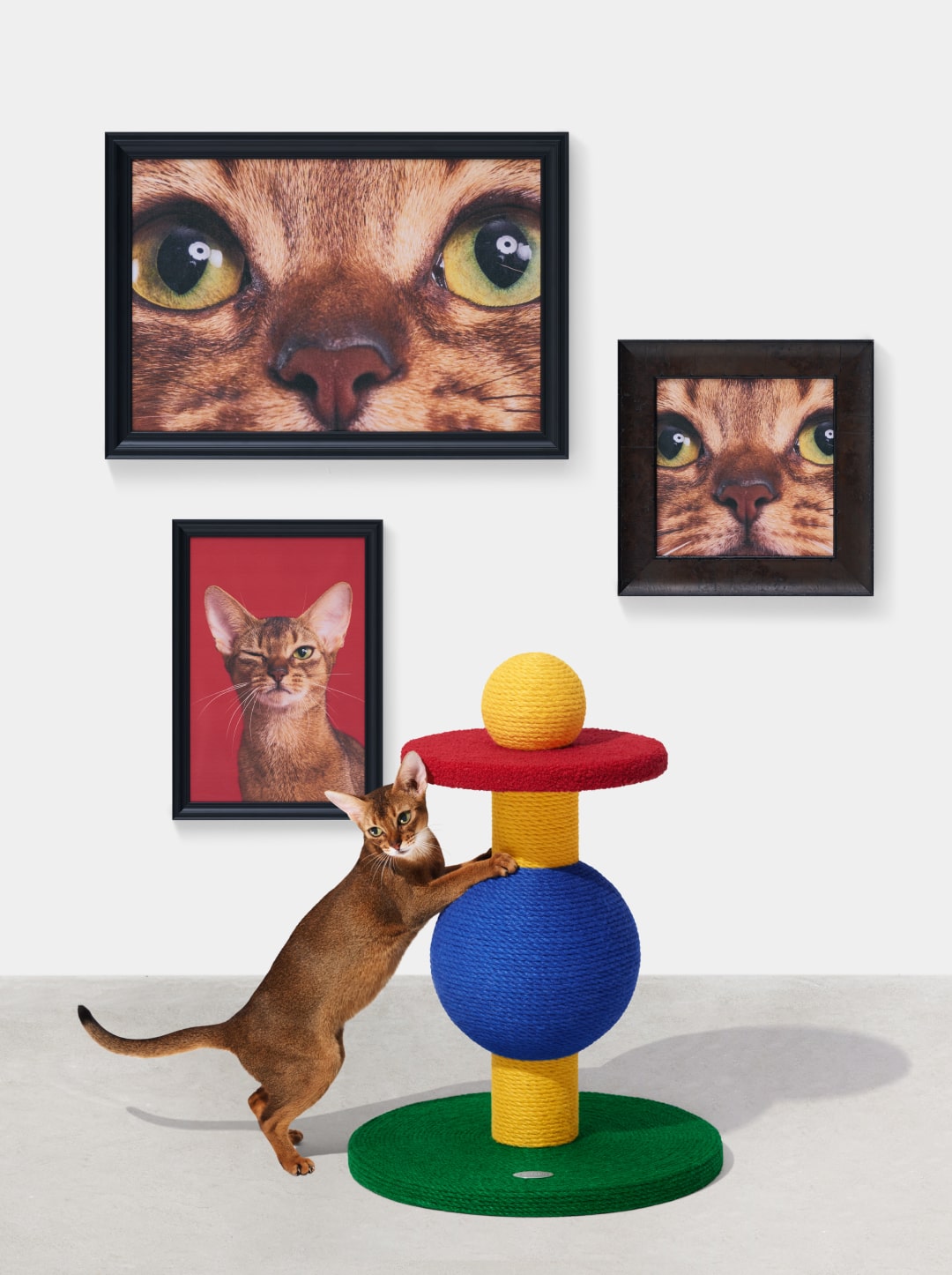 Chroma Cat Scratcher (Playful Ball)