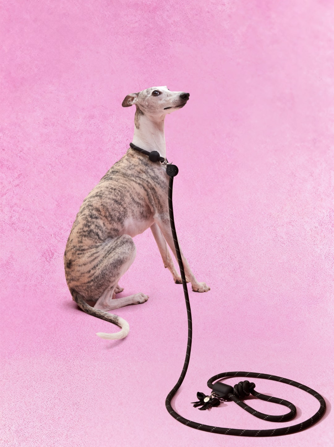 Connect Hands-Free Rope Leash (Bow De Noir)