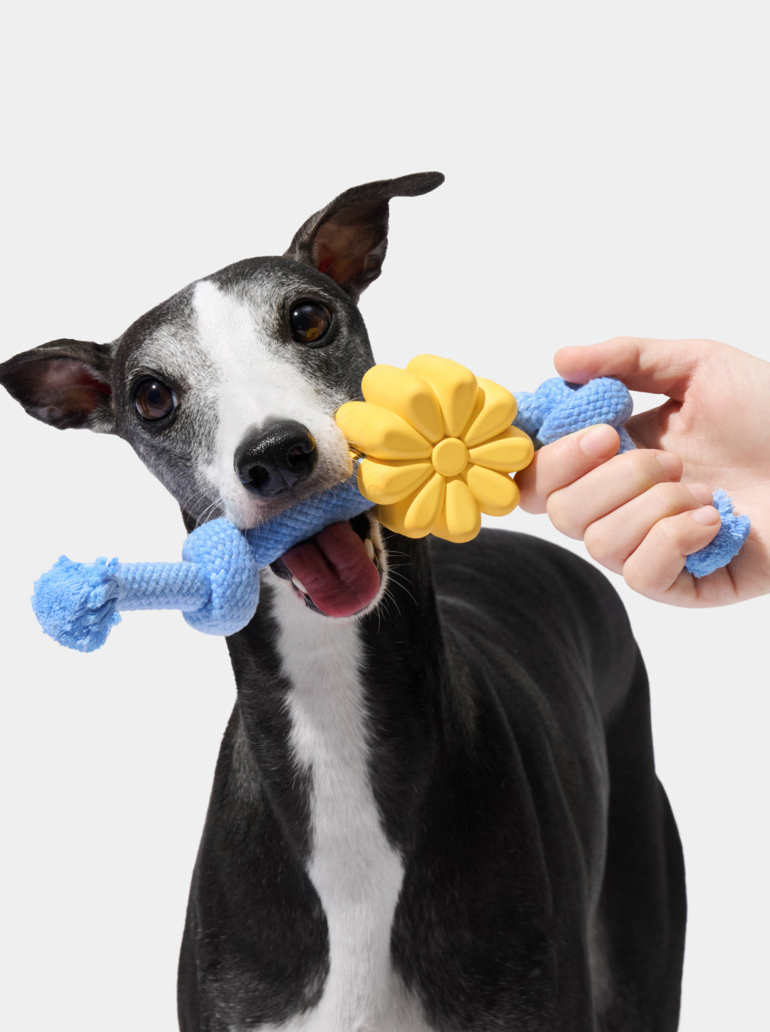 Daisy Playful Charm Knot Rope Toy