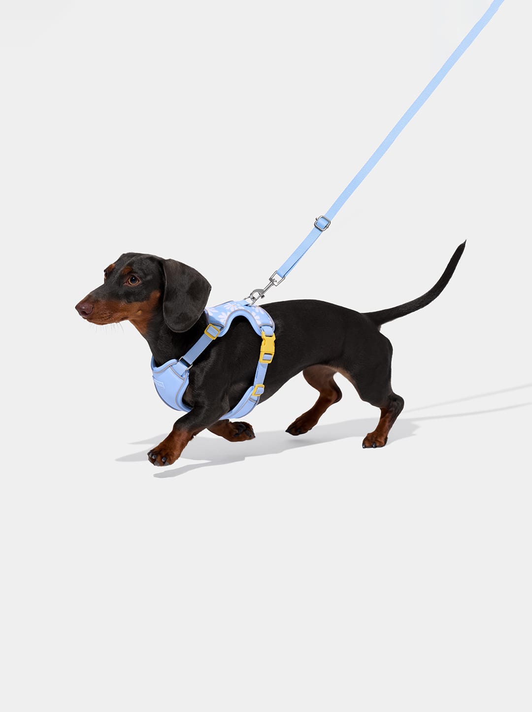 Daisy Pet Harness & Leash Set