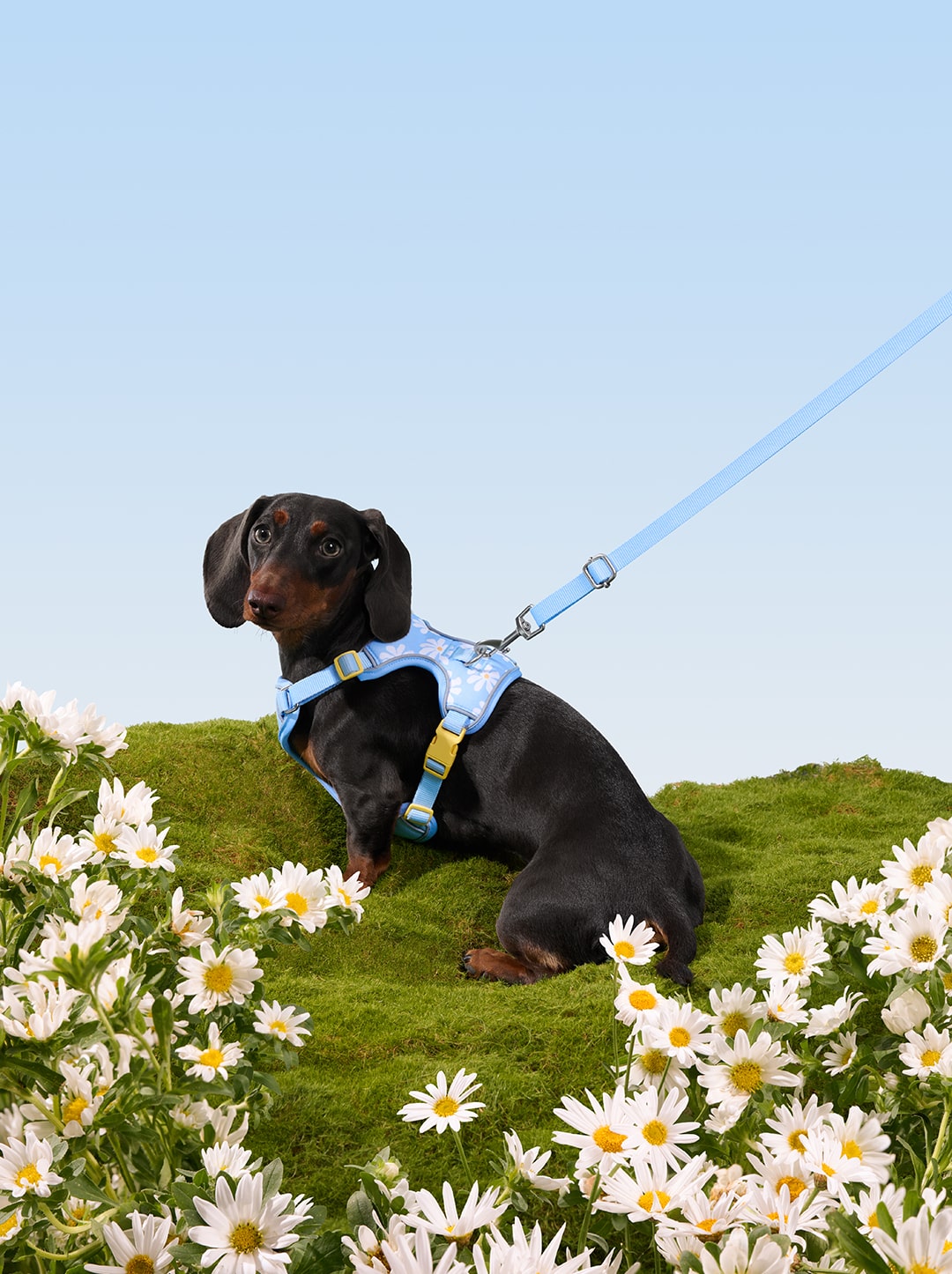 Daisy Pet Harness & Leash Set