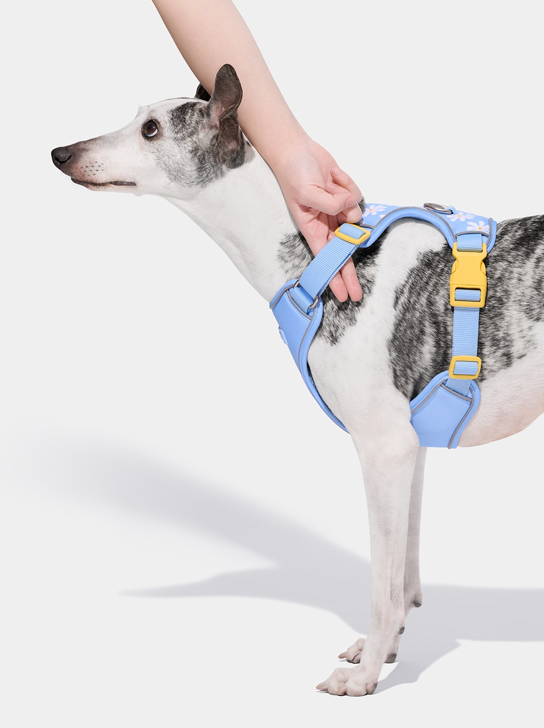 Daisy Pet Harness & Leash Set