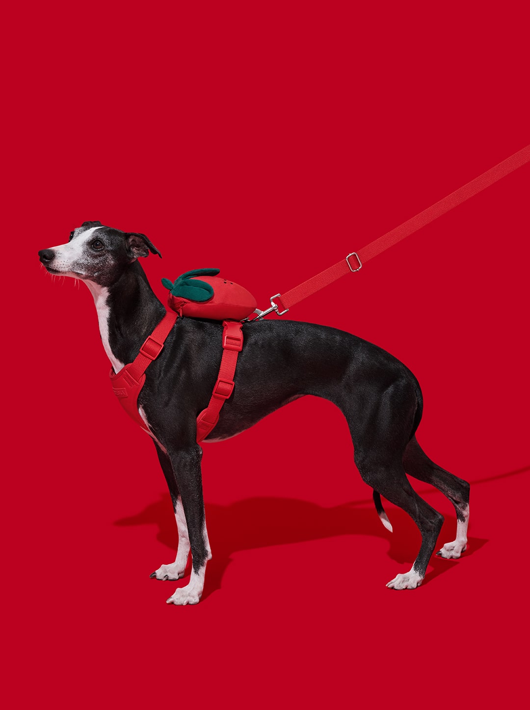 Strawberry Pet Backpack, Harness & Leash Set