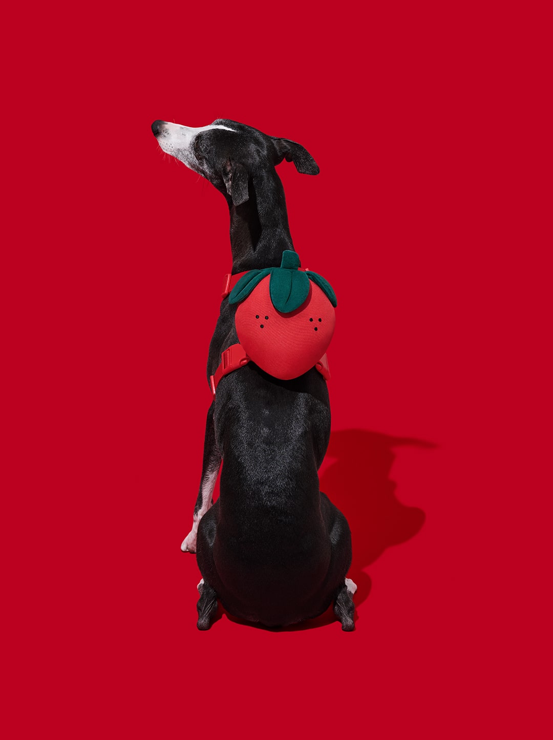 Strawberry Pet Backpack, Harness & Leash Set