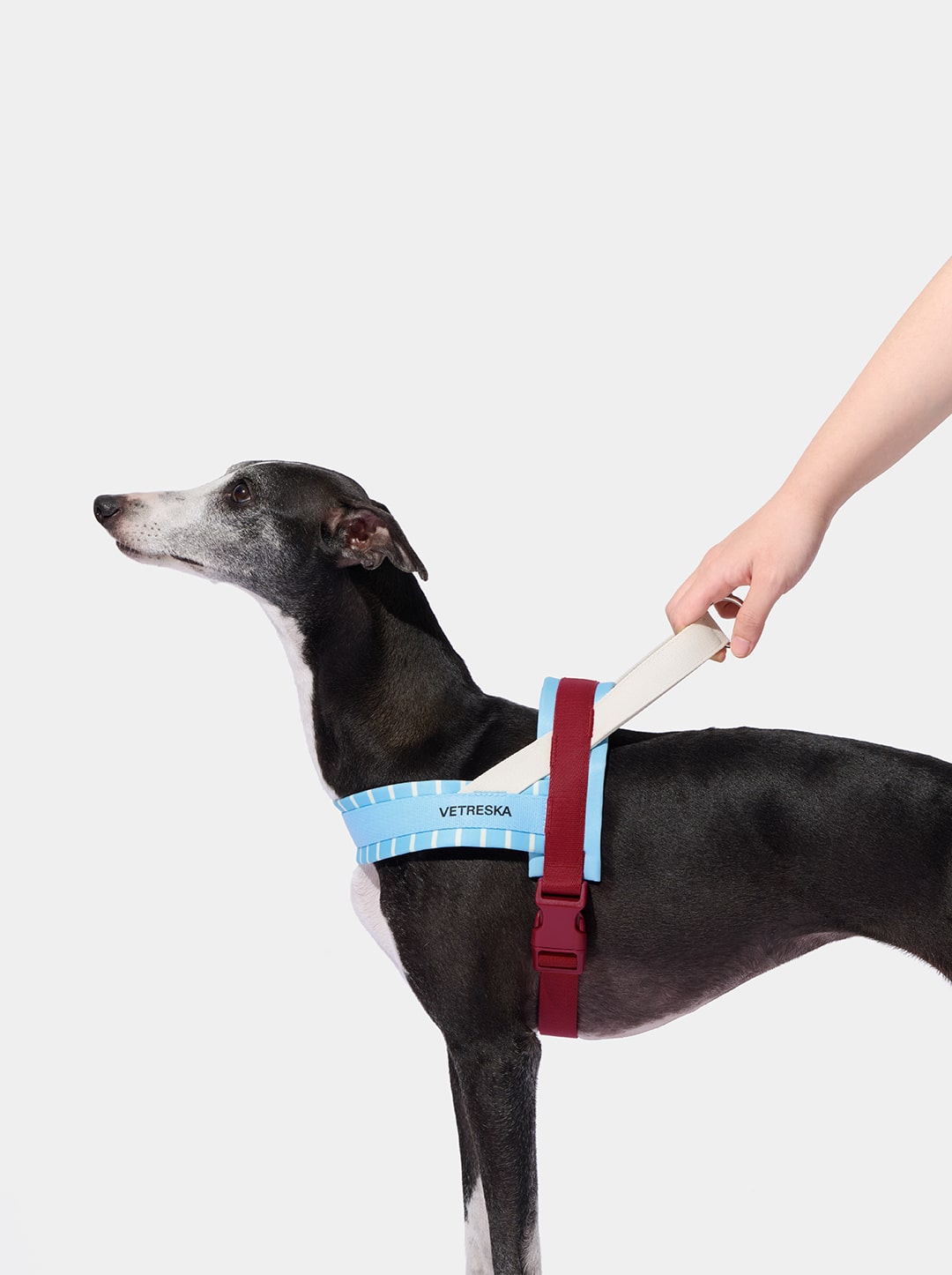 Mist And Merlot Pet Harness & Leash Set