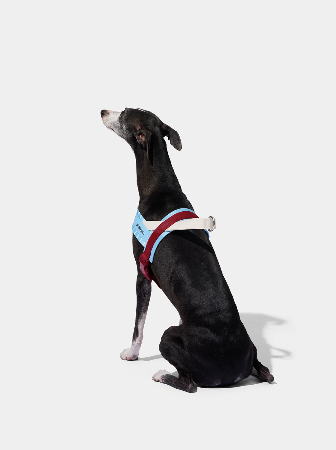 Mist And Merlot Pet Harness & Leash Set