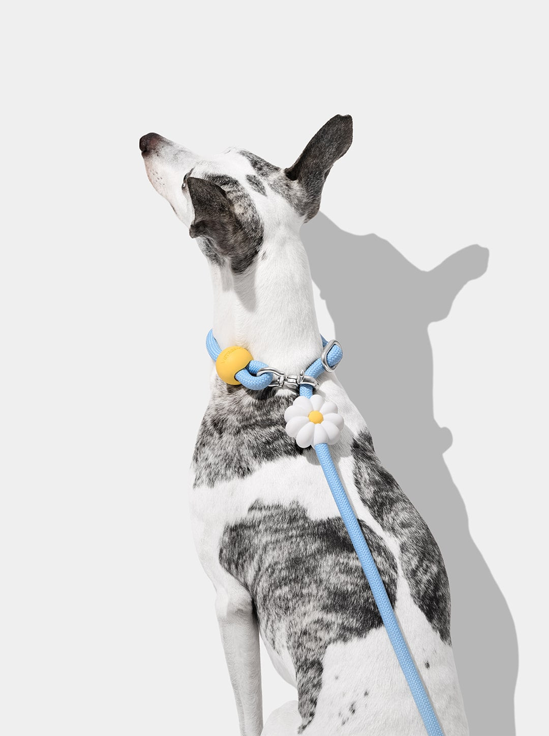 Daisy Connect Hands-Free Rope Leash