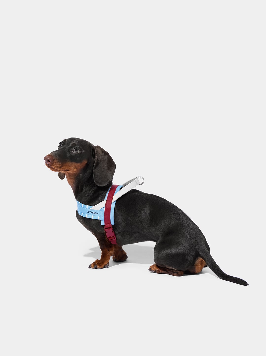Mist And Merlot Pet Harness & Leash Set