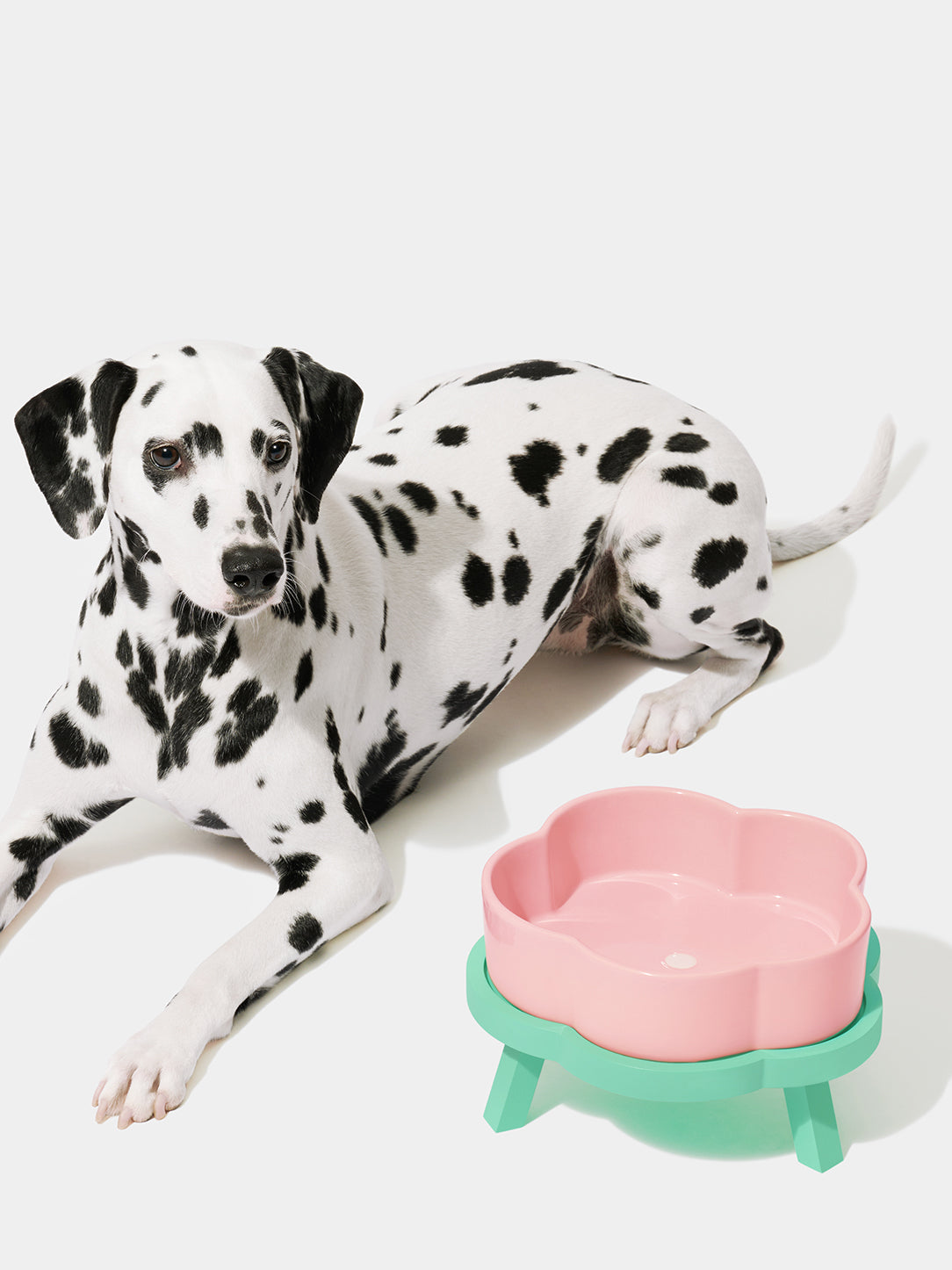 Y Flora Ceramic Pet Bowl Set