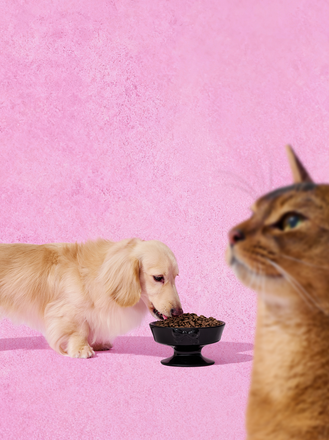 Bow De Noir Ceramic Pet Bowl