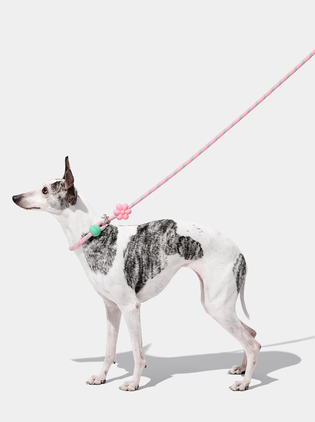Flora Connect Hands-Free Rope Leash