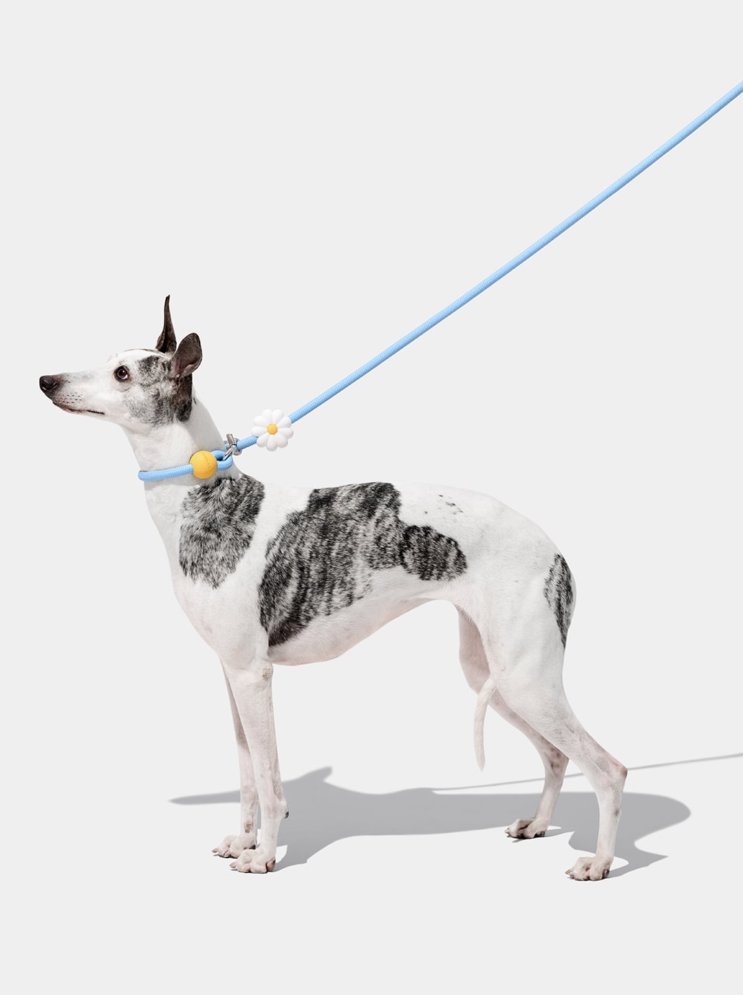 Daisy Connect Hands-Free Rope Leash
