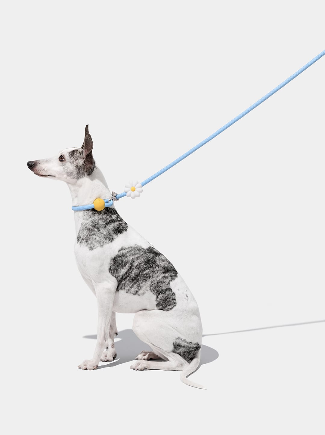 Daisy Connect Hands-Free Rope Leash