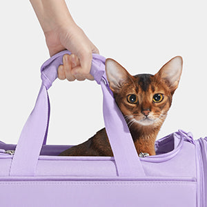 Y Violet Pet Carrier