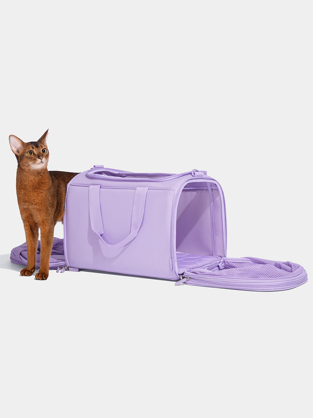 Y Violet Pet Carrier