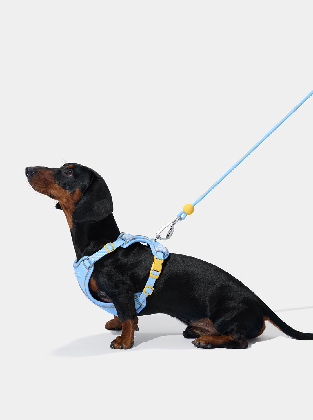 Connect Classic Rope Leash for Pets (Daisy)