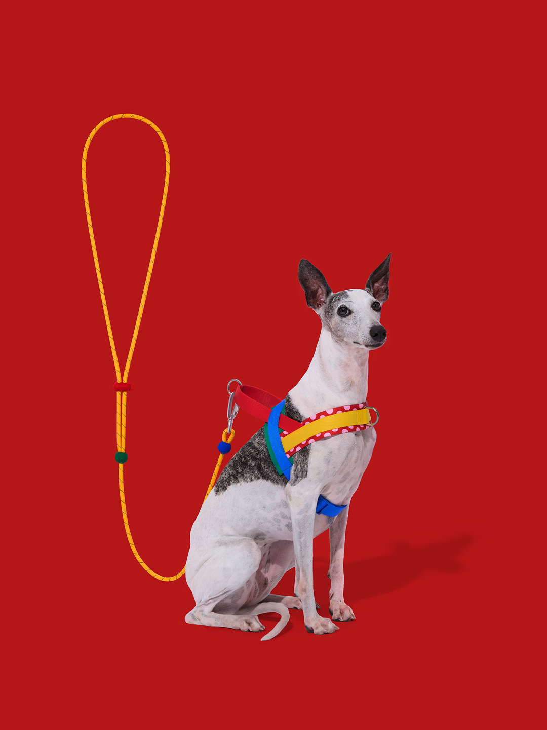 Connect Classic Rope Leash for Pets (Chroma) - Premium