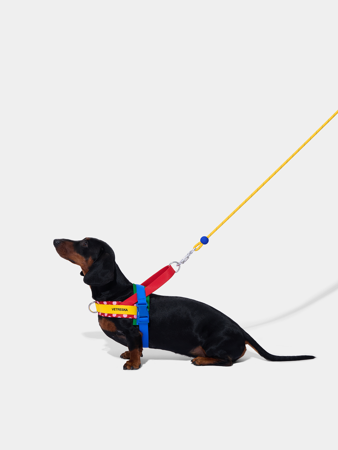 Connect Classic Rope Leash for Pets (Chroma) - Premium