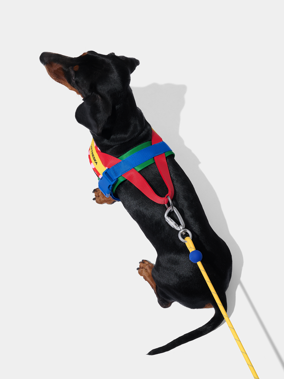 Connect Classic Rope Leash for Pets (Chroma) - Premium
