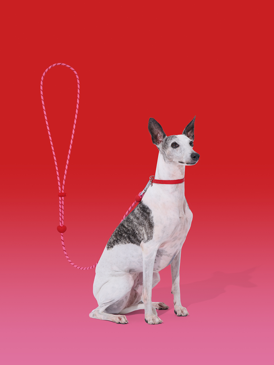 Connect Classic Rope Leash for Pets (Crush & Blush) - Premium