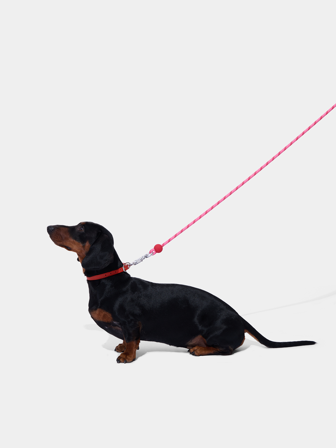Connect Classic Rope Leash for Pets (Crush & Blush) - Premium