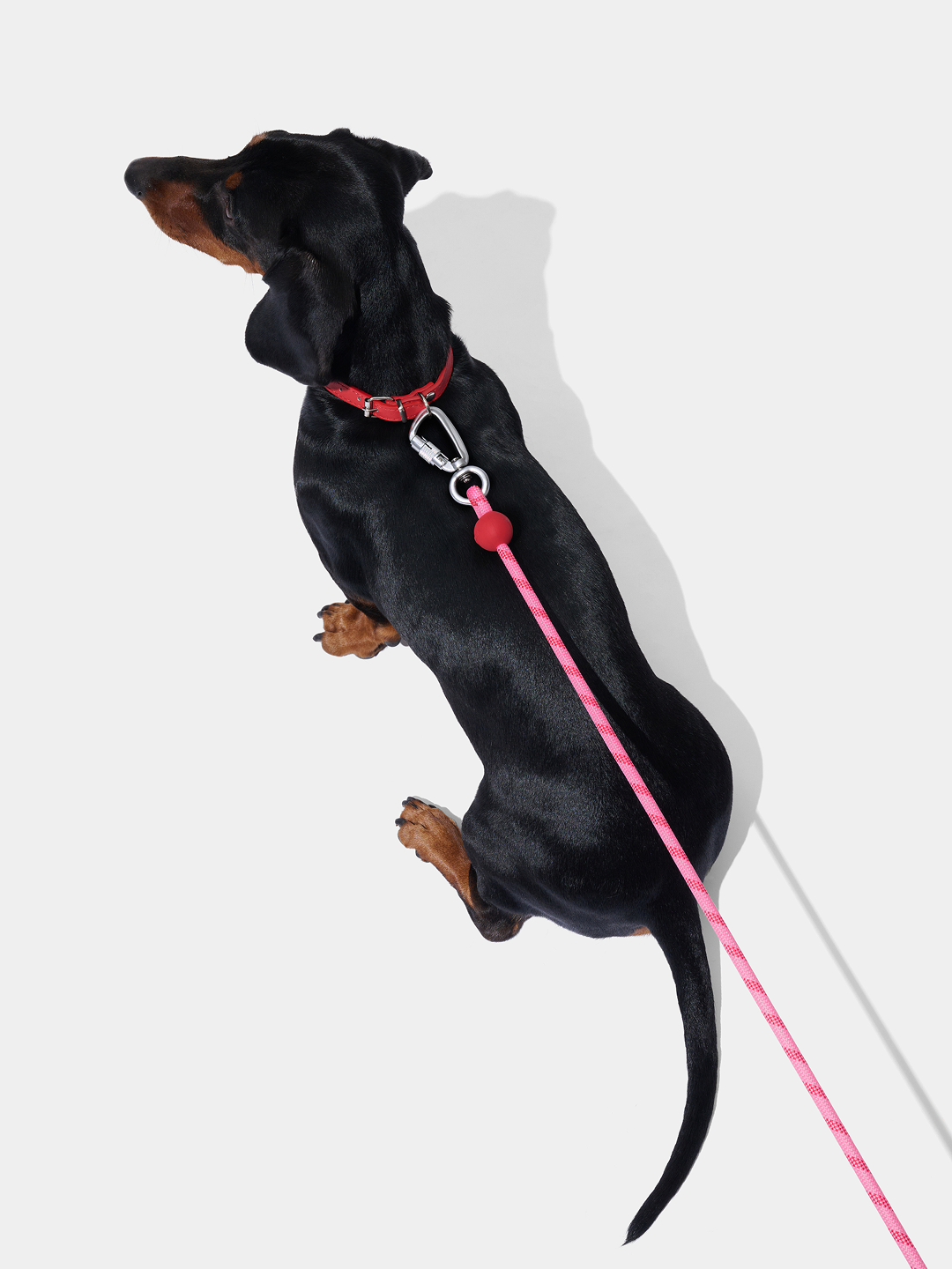 Connect Classic Rope Leash for Pets (Crush & Blush) - Premium