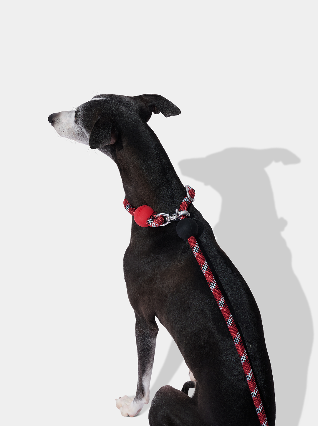 Connect Multifunctional Hands-Free Rope Leash for Pets - Circuit