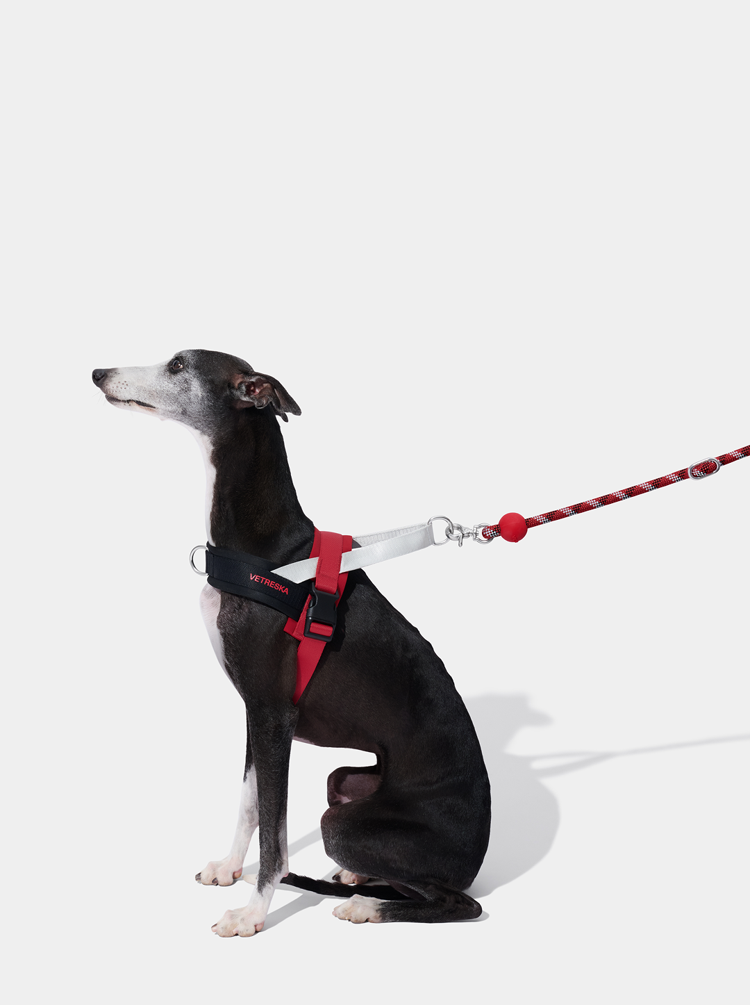Connect Multifunctional Hands-Free Rope Leash for Pets - Circuit
