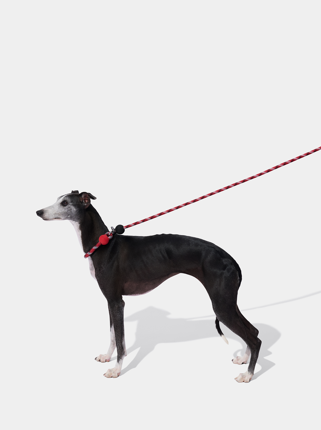 Connect Multifunctional Hands-Free Rope Leash for Pets - Circuit