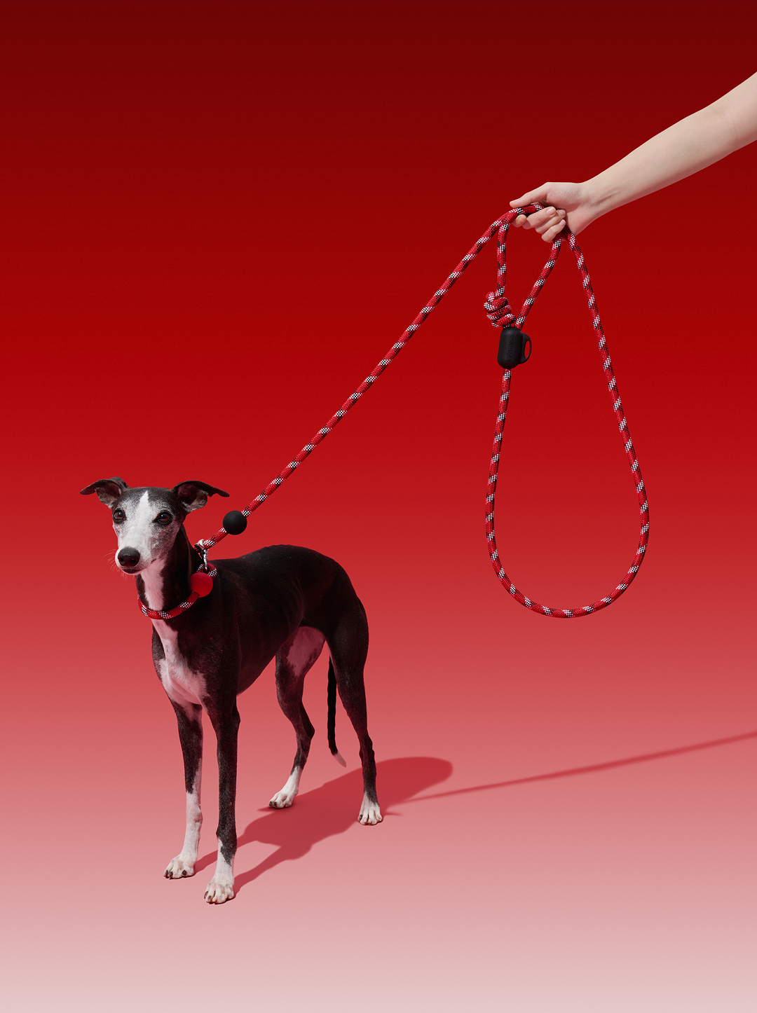 Connect Multifunctional Hands-Free Rope Leash for Pets - Circuit