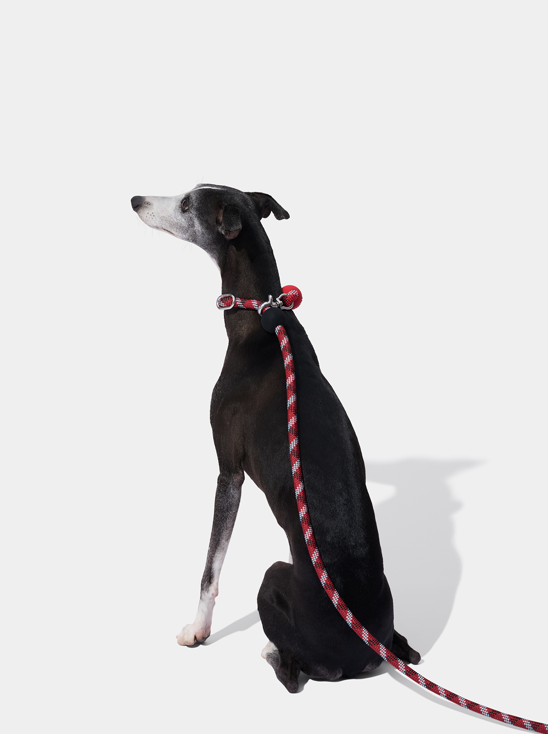 Connect Multifunctional Hands-Free Rope Leash for Pets - Circuit