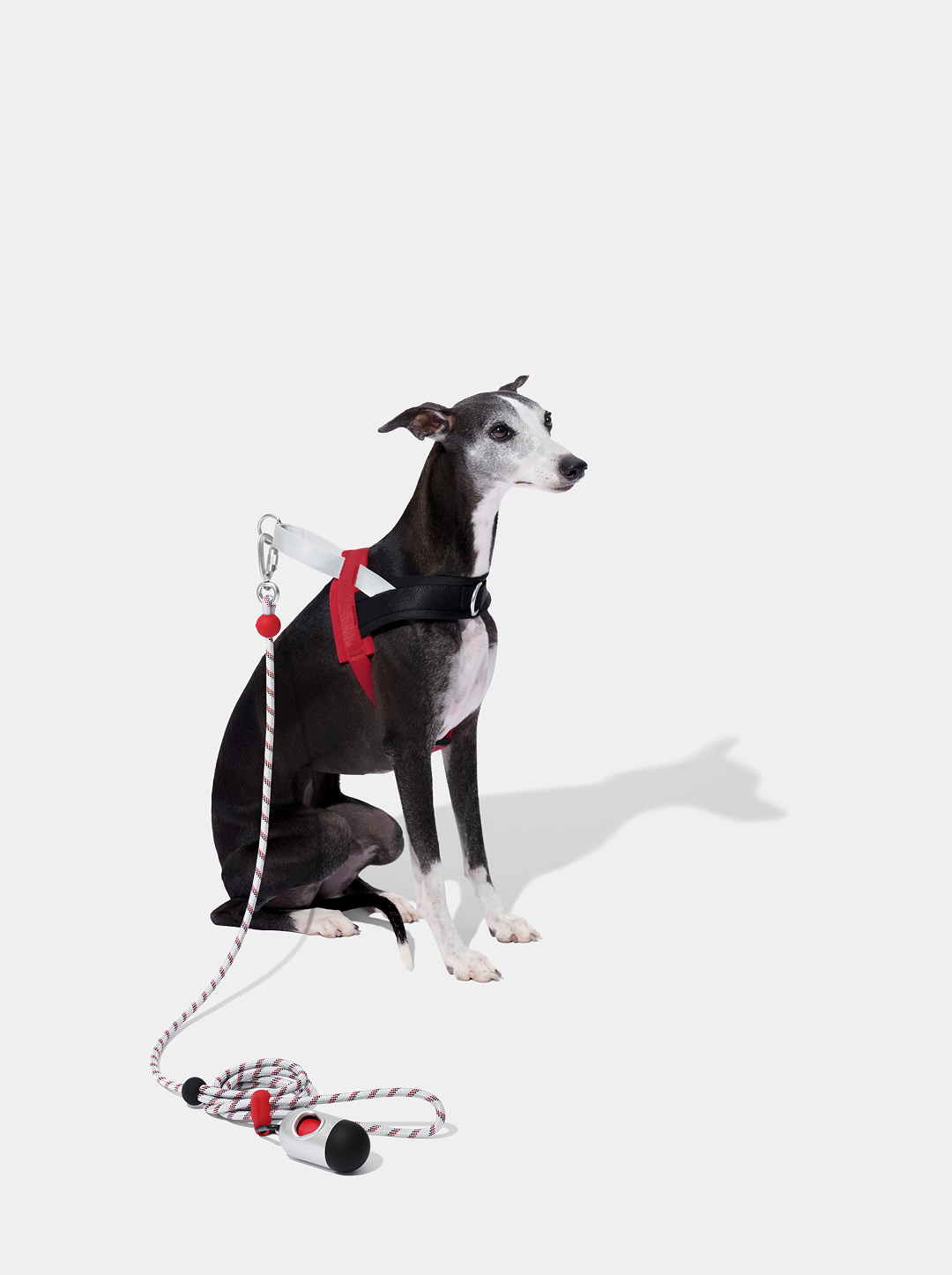 Connect Classic Rope Leash for Pets - Circuit Premium