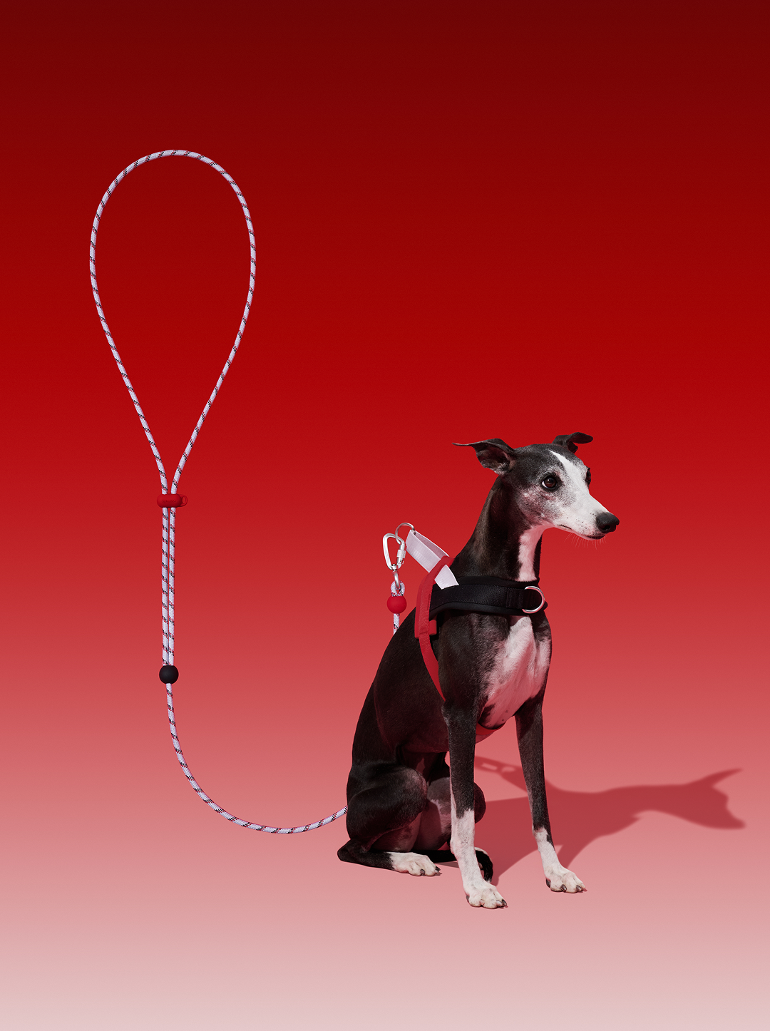 Connect Classic Rope Leash for Pets - Circuit Premium