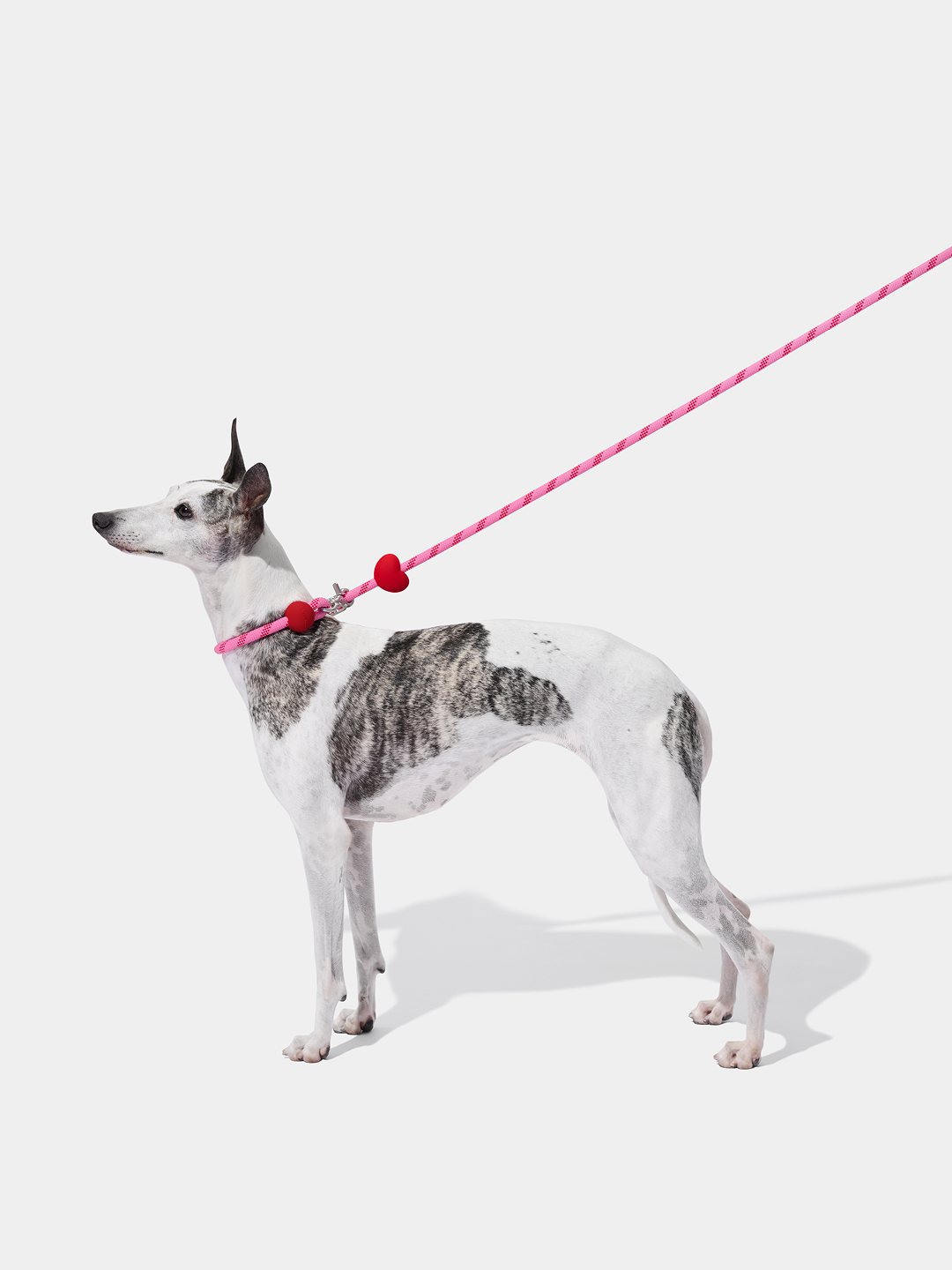 Connect Multifunctional Hands-Free Rope Leash for Pets - Crush & Blush