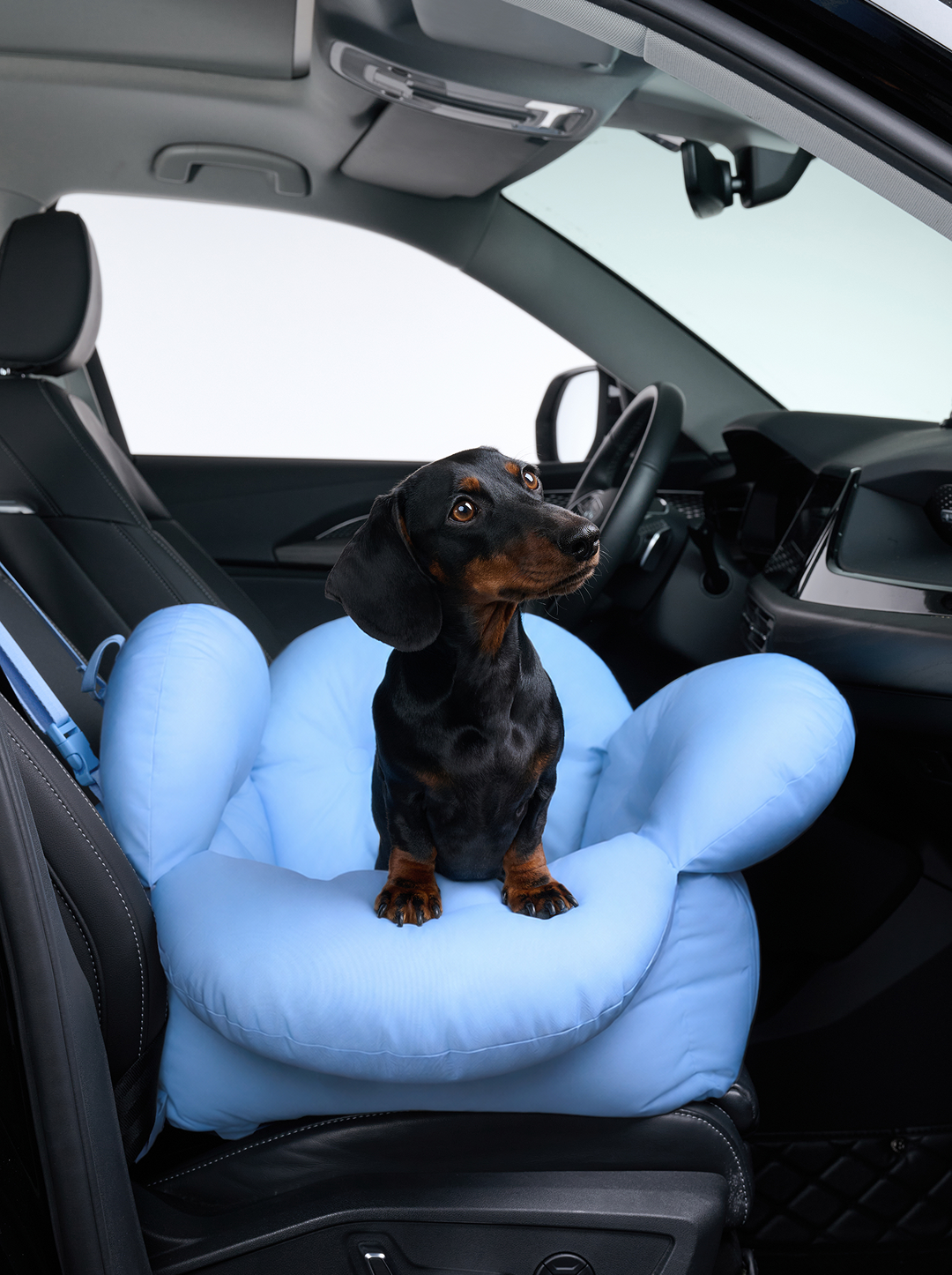 Daisy Car Seat Pet Carrier (NEW)