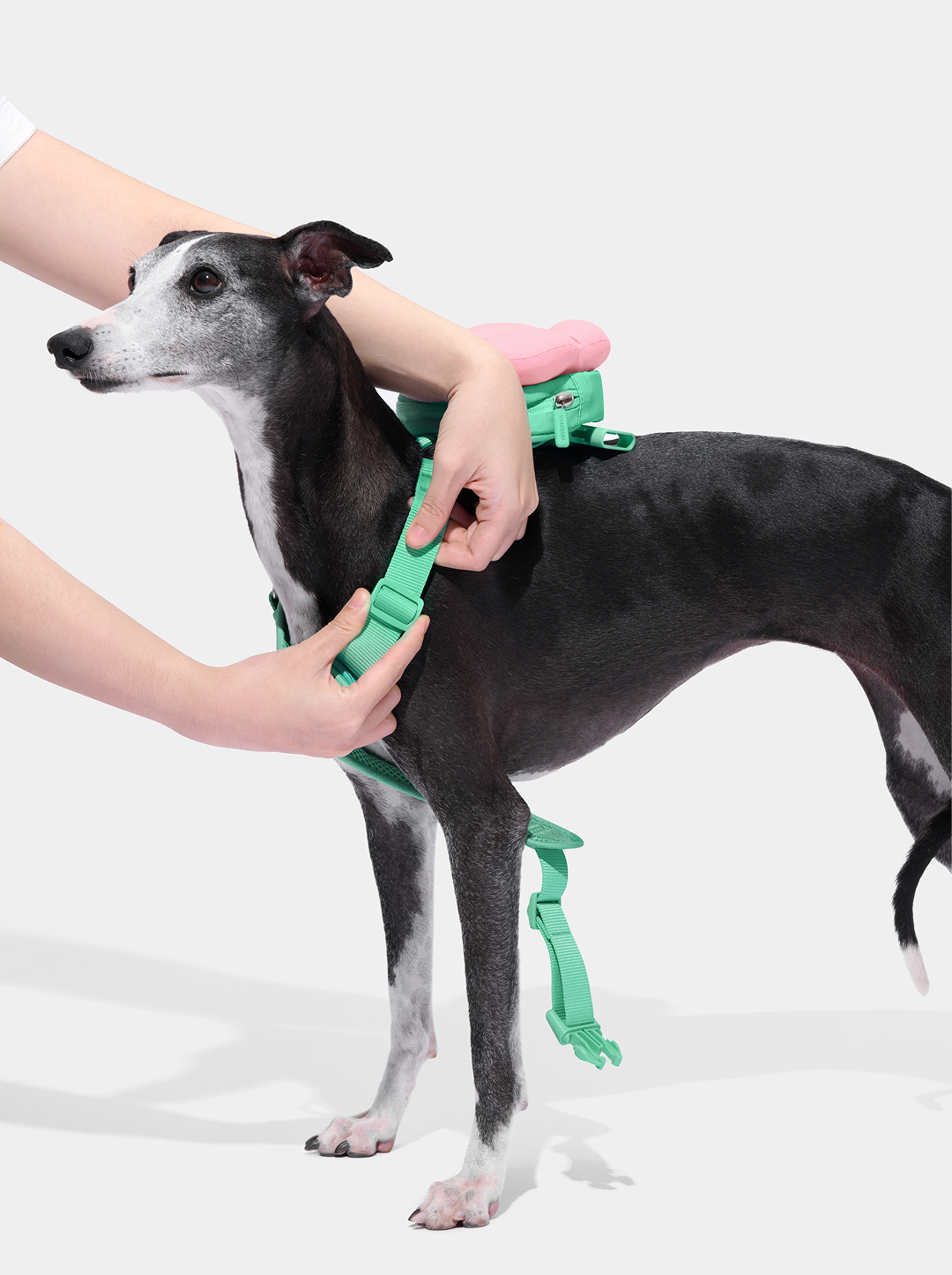 Flora Pet Backpack & Harness Set