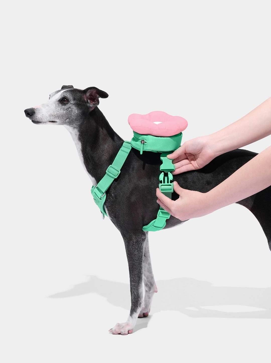 Flora Pet Backpack & Harness Set